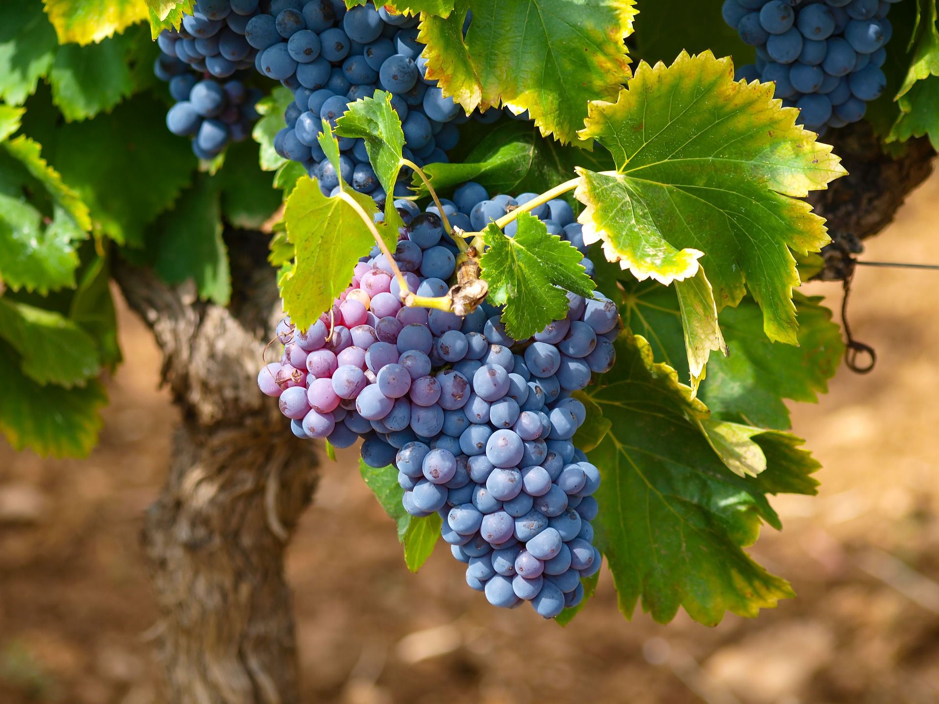 Große Weinbaulehrfahrt ins Burgenland